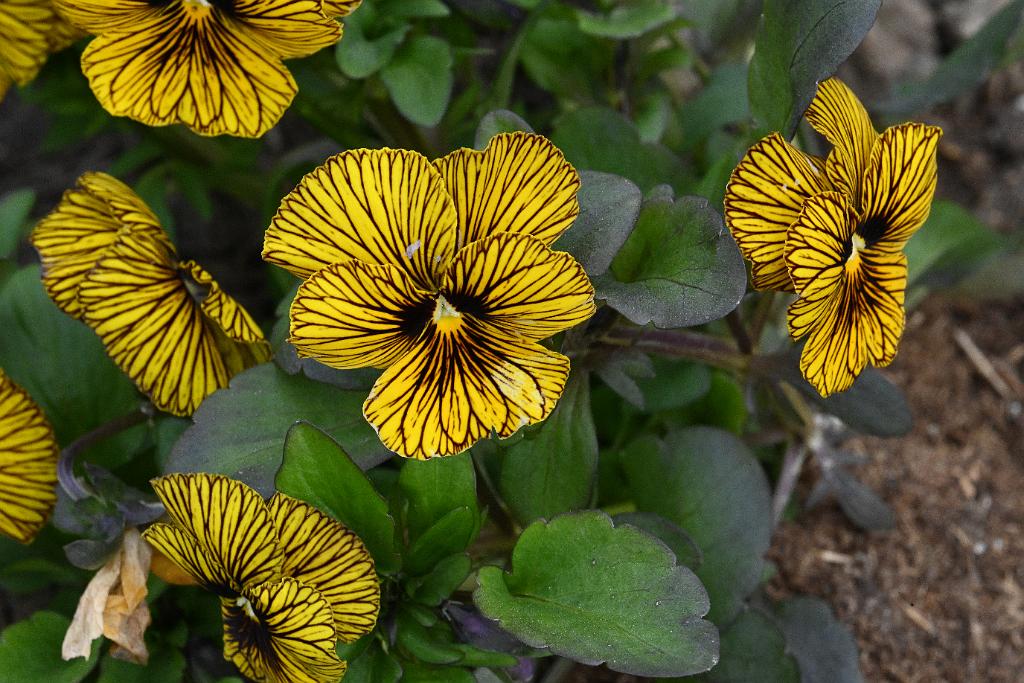 2025-04216377 Tower Hill Botanic Garden, MA.JPG - Pansy. New England Botanic Garden at Tower Hill, MA, 4-21-2025